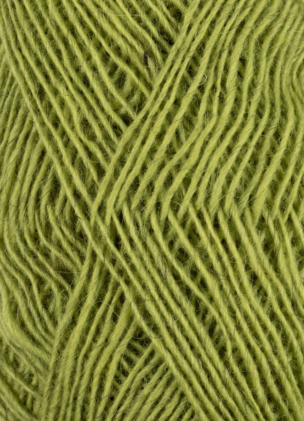 Fjallalopi rockweed [3032]