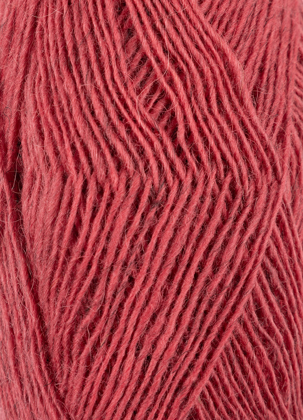 Fjallalopi rhubarb [3072]